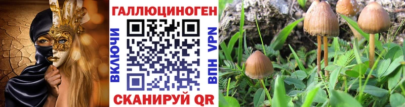 Псилоцибиновые грибы GOLDEN TEACHER  Купить закладки  Дрезна 